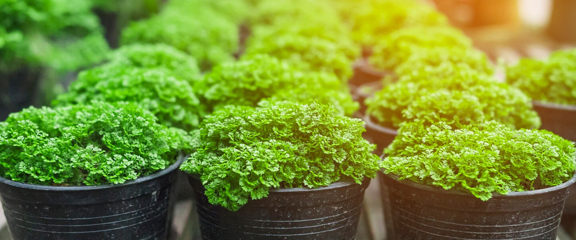 Grow mediums, nutrient solutions, accessories & more all in stock!